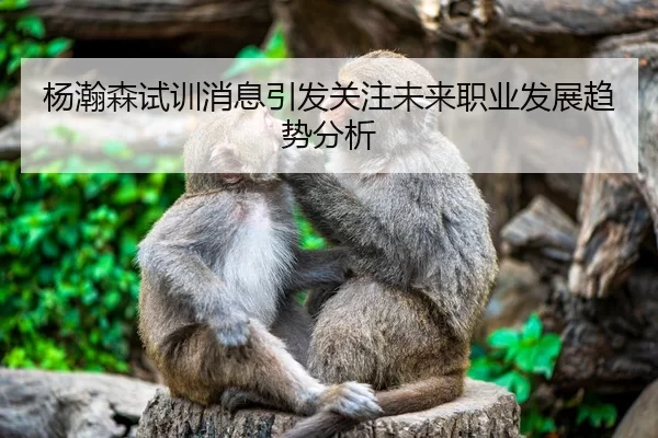 杨瀚森试训消息引发关注未来职业发展趋势分析